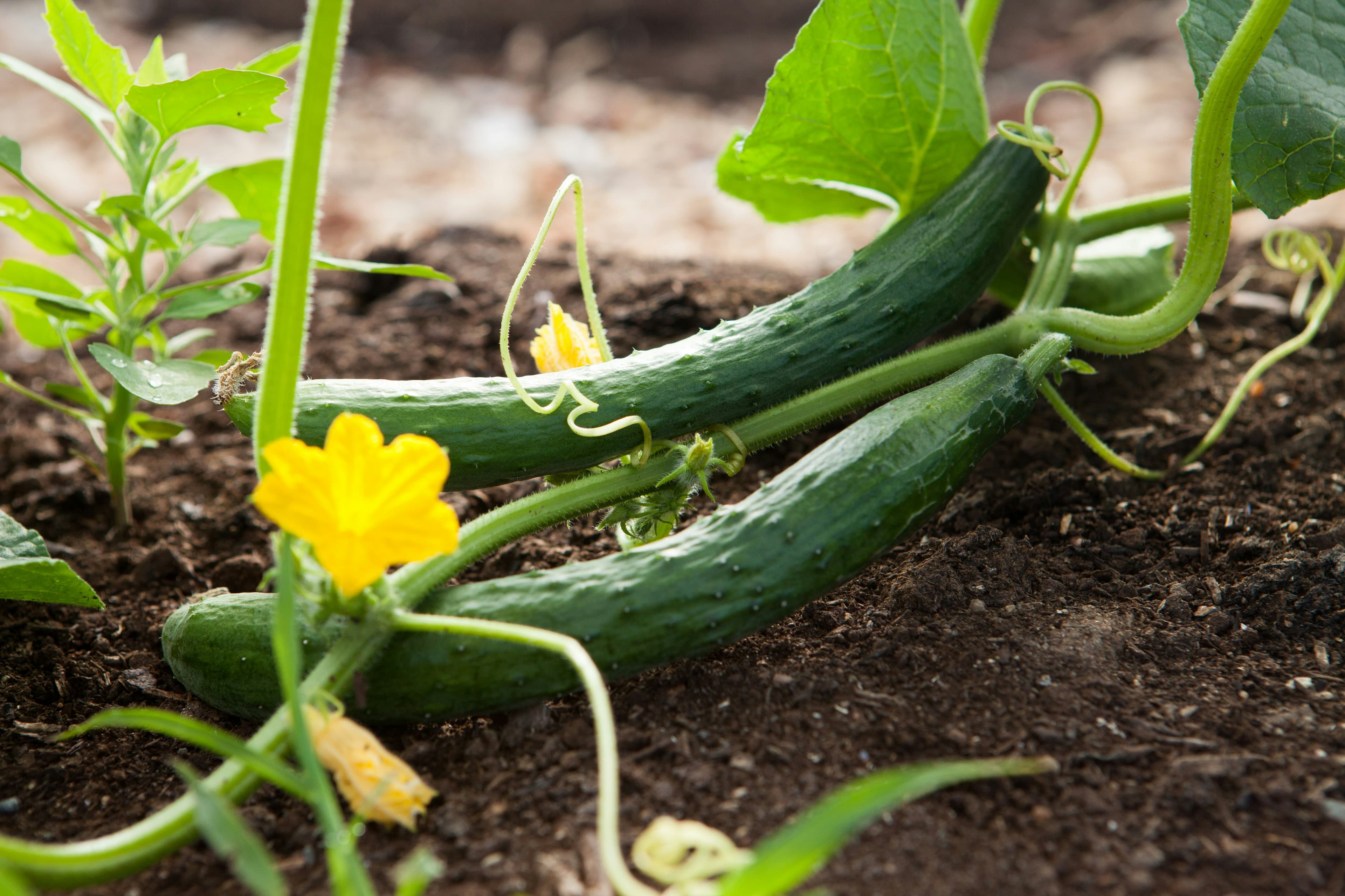 Garden item